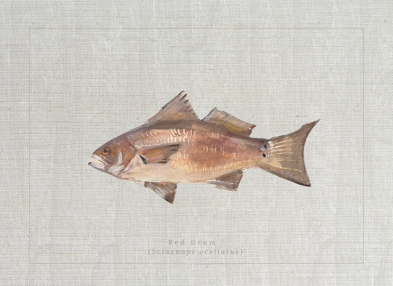 Giclée print of Red Drum by Charleston artist Ryan Beck, featuring common and scientific names below, inspired by vintage fish identification books