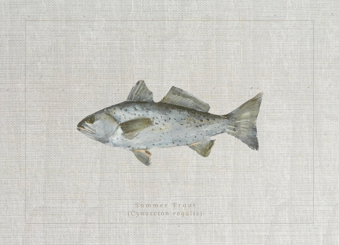 Giclée print of Summer Trout by Charleston artist Ryan Beck, featuring common and scientific names below, inspired by vintage fish identification books