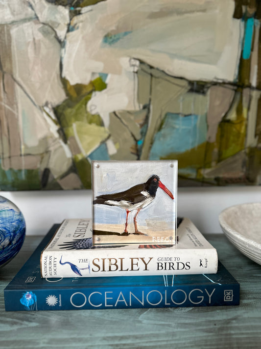 5x5 oystercatcher print in acrylic