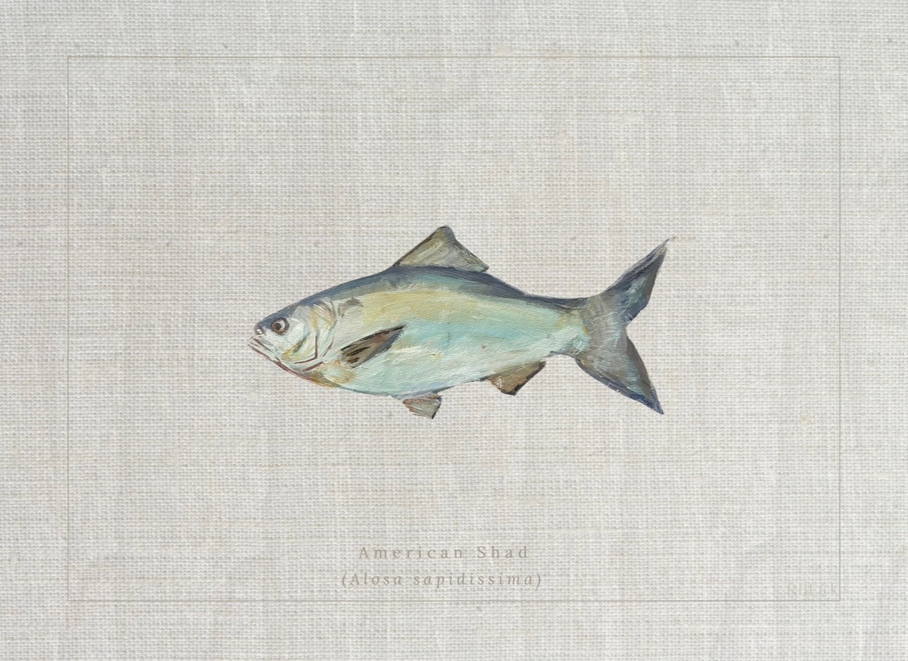 American Shad Fish Print by Charleston artist Ryan Beck - Coastal artwork with textured linen look