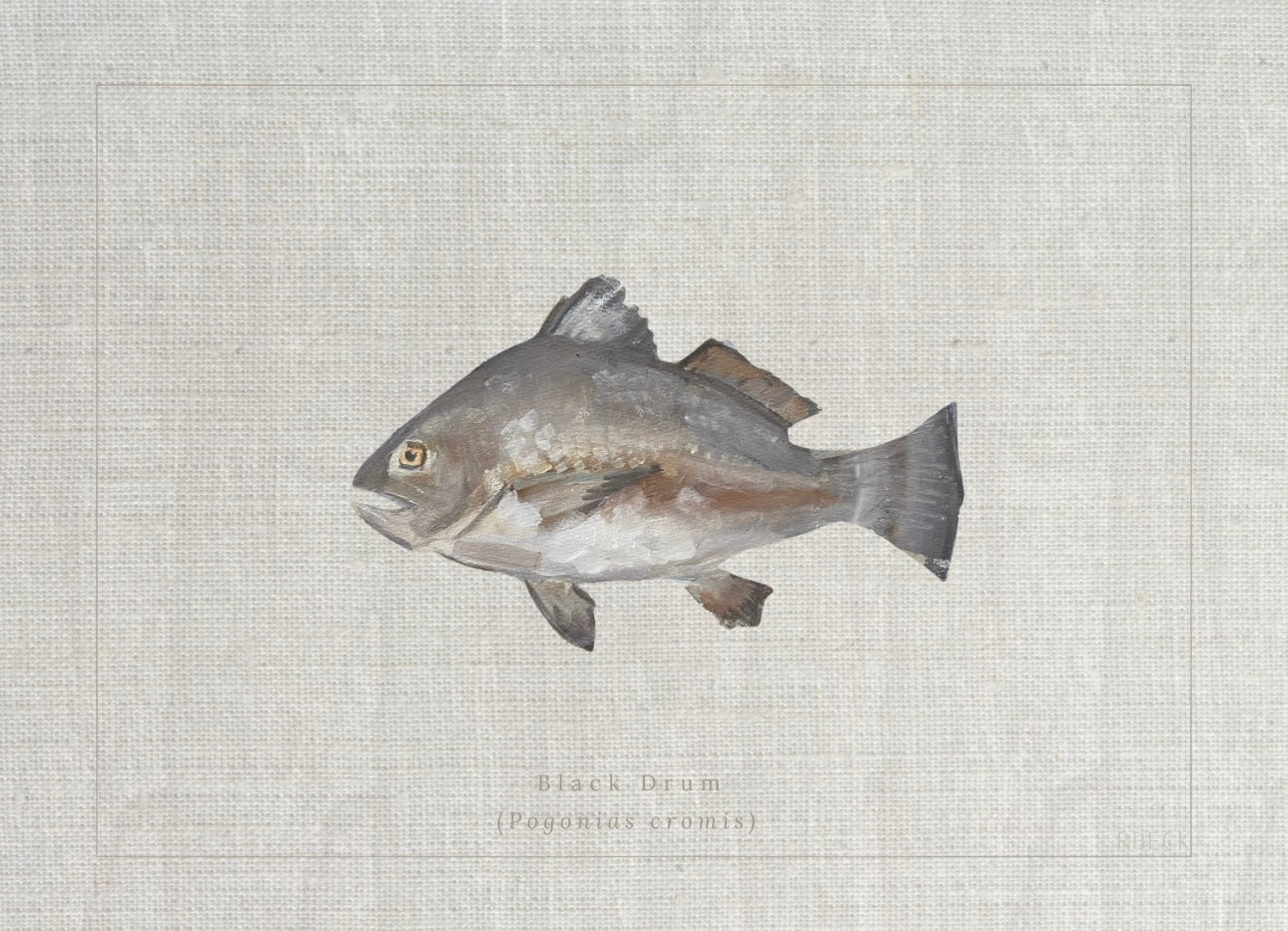 Black Drum Fish Giclée Print by Charleston artist Ryan Beck - Coastal artwork with textured linen look