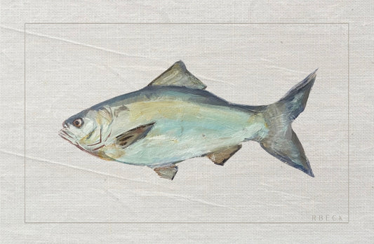 American Shad Fish Print