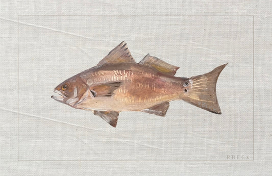 Red Drum Fish Print
