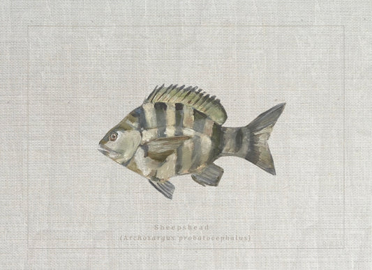 Sheepshead Fish Print by Charleston artist Ryan Beck - Coastal artwork with textured linen look"