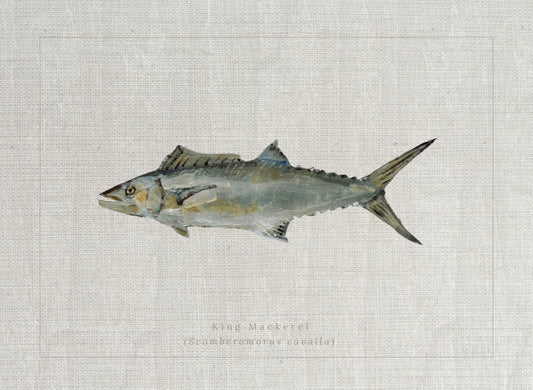 Giclée print of King Mackerel by Charleston artist Ryan Beck, featuring common and scientific names below, inspired by vintage fish identification books