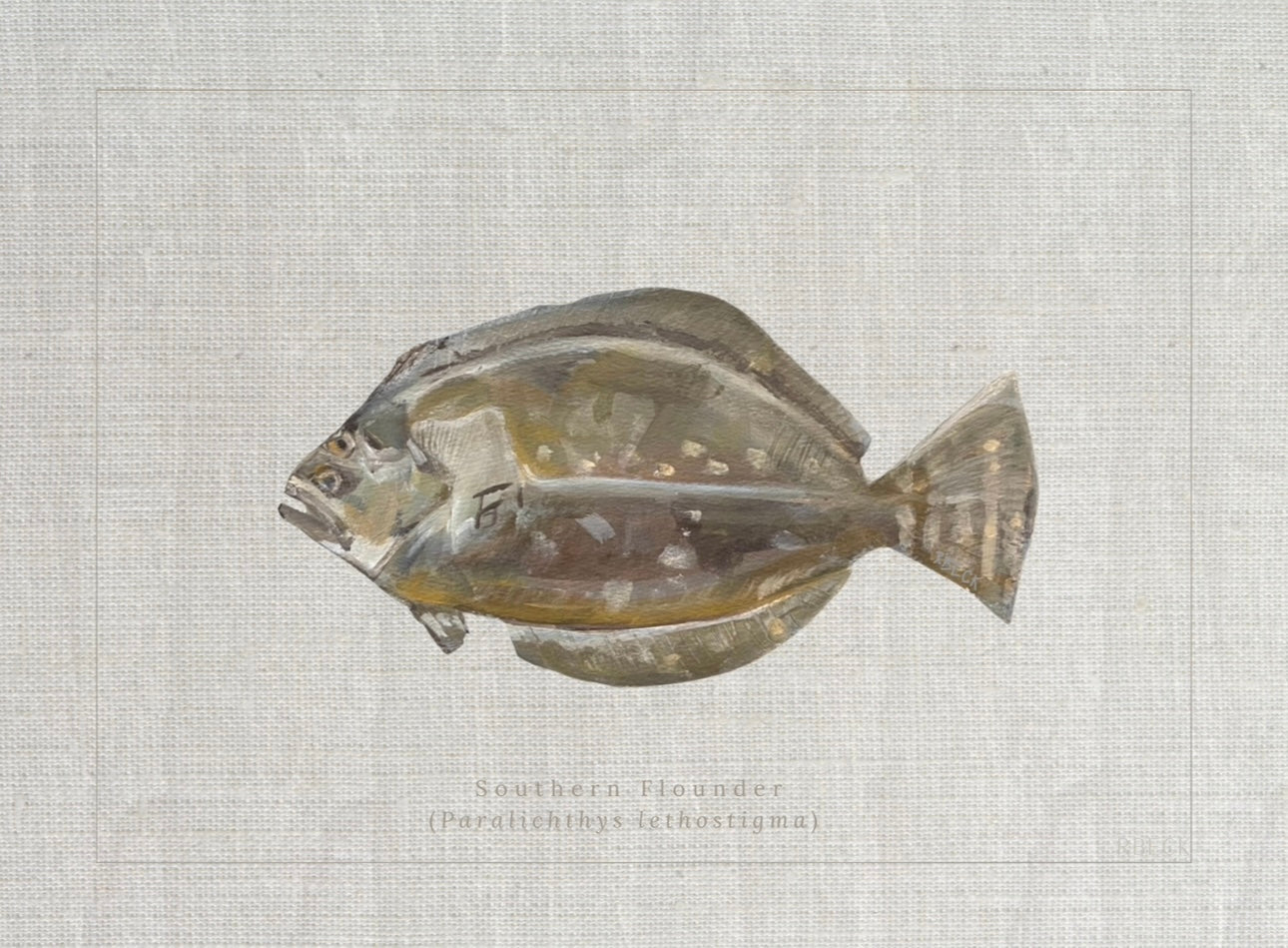 Giclée print of Southern Flounder by Charleston artist Ryan Beck, featuring common and scientific names below, inspired by vintage fish identification books