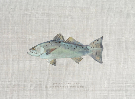 Giclée print of Spotted Sea Bass by Charleston artist Ryan Beck, featuring common and scientific names below, inspired by vintage fish identification books